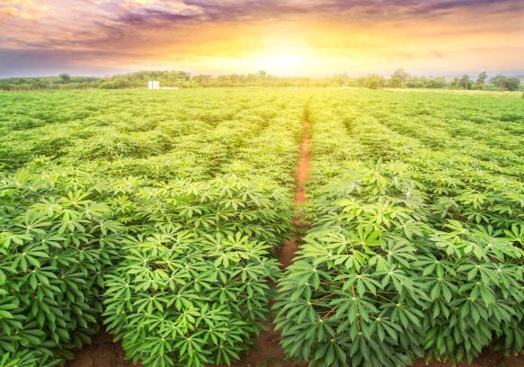 istockphoto-1170473798-612x612 row of cassava tree in field. Growing cassava, young shoots growing. The cassava is the tropical food plant,it is a cash crop in Thailand. This is the landscape of cassava plantation in the Thailand.