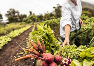 istockphoto-1346744481-612x612 Anonymous chef harvesting fresh vegetables in an agricultural field. Self-sustainable female chef arranging a variety of freshly picked produce into a crate on an organic farm.