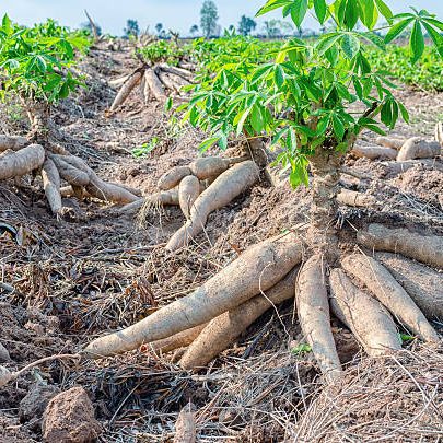 Bulk of fresh cassava harvested in farmland. Bulk of fresh cassava harvested in farmland.